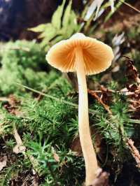 薄霧中的藍寶石——翠峰湖與望洋山漫步記
