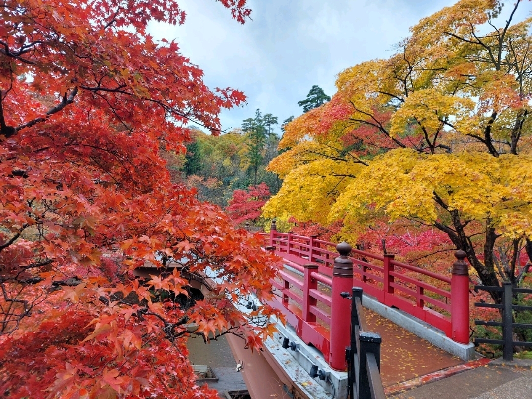 Không chỉ dành cho mùa đông! Mùa thu ở Niigata cũng rất đáng thử🎃🍁🍄