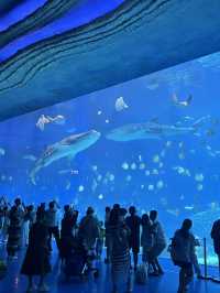 Zhuhai Chimelong Ocean Kingdom 🎡🐬