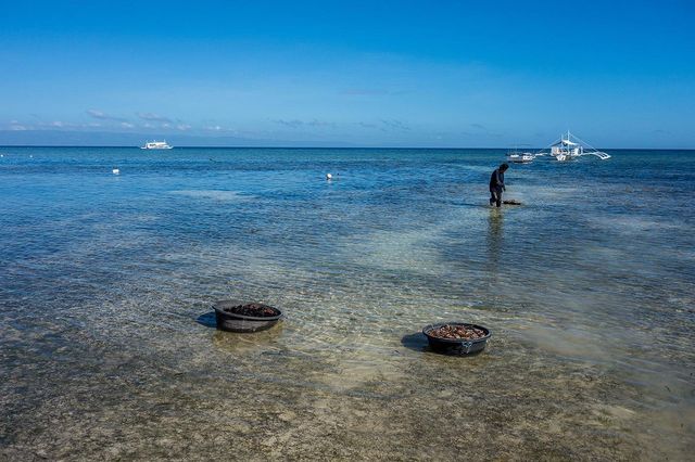 Doljo Beach - Starfish everywhere!