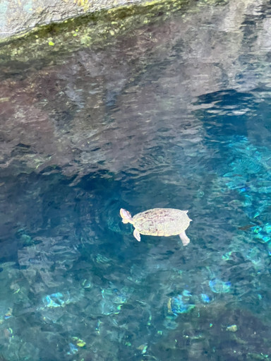 メキシコ】透明度抜群！光のカーテンに感動する絶景「グランセノーテ
