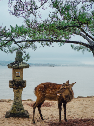 島は Itsukushima Island in Hiroshima | Trip.com Hatsukaichi