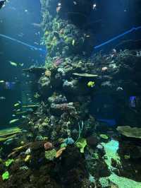 Singapore Oceanarium: Dive Into an Underwater Wonderland 🦈✨