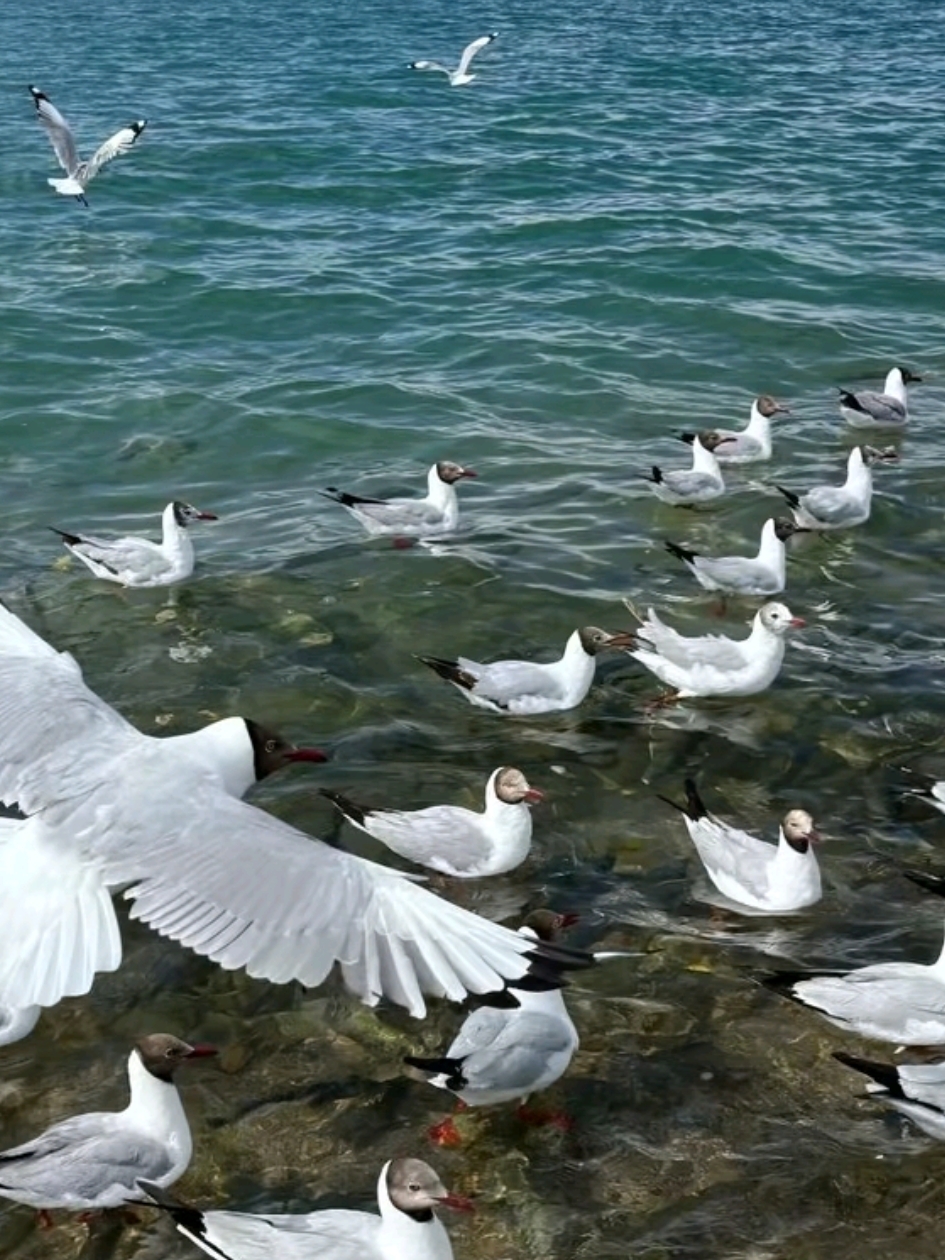 Qinghai Lake: A Place I Want to Feel, Not Just See