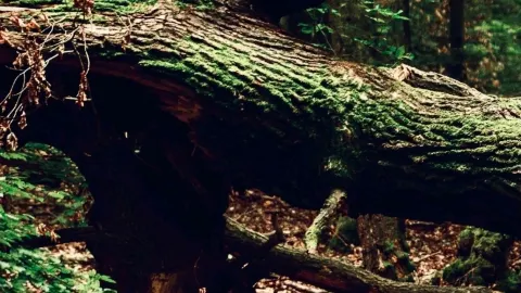 哥倫比亞桑坦德省瓊塔湖懸崖苔蘚雲霧森林 — traveler post in 桑坦德