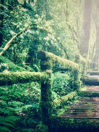  Bolivia Cochabamba Laguna Pairumani Cliff Mossy Cloud Forest