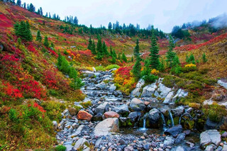 🍁 Golden Autumn Dreams at Mount Rainier National Park 🏔️Mount Rainier National Park, Washington |