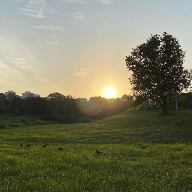 Morning walk in Bishan/Ang Mo Kio Park