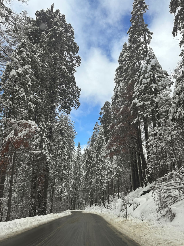 Sequoia, stunning drives through giant  trees