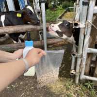 제주도 여행 코스추천 - 아침미소목장🐮