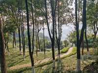 龍華公園