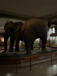 人気映画night museum のロケ地？！アメリカ自然史博物館