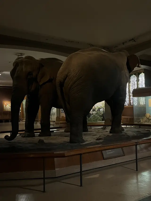 สถานที่ถ่ายทำภาพยนตร์ยอดนิยม Night Museum?! พิพิธภัณฑ์ประวัติศาสตร์ธรรมชาติอเมริกัน