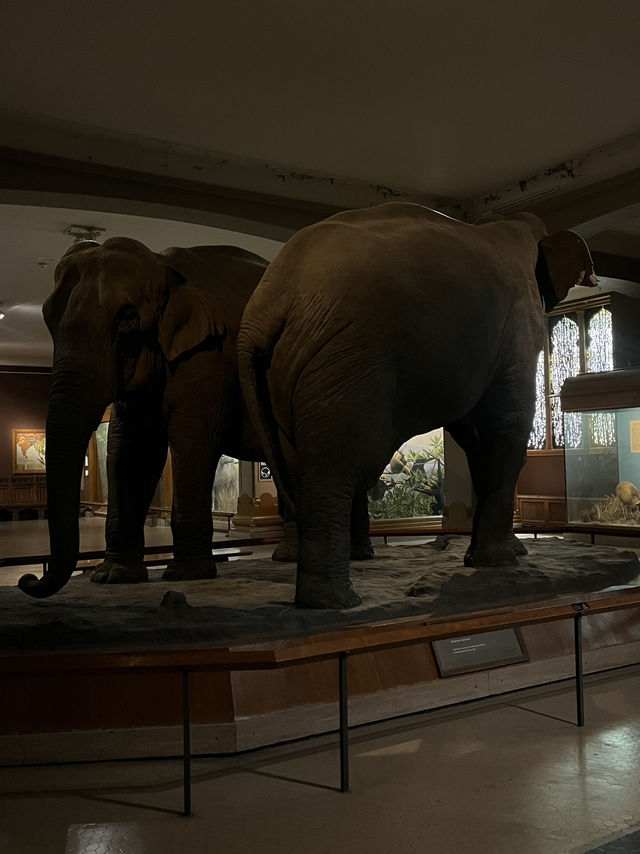 人気映画night museum のロケ地？！アメリカ自然史博物館