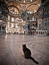 Istanbul Cats Rule the City: 5 Furry Facts You’ll Love 😻