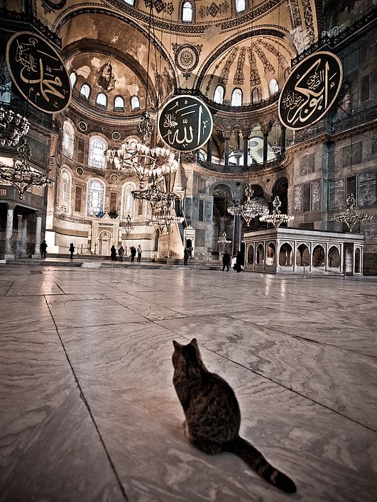 Istanbul Cats Rule the City: 5 Furry Facts You’ll Love 😻