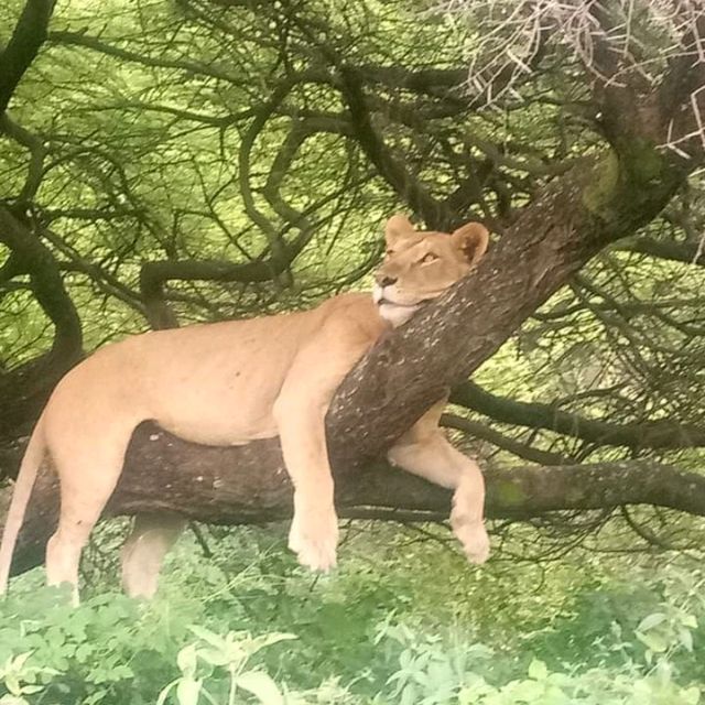 three days safari ngorongoro crater 