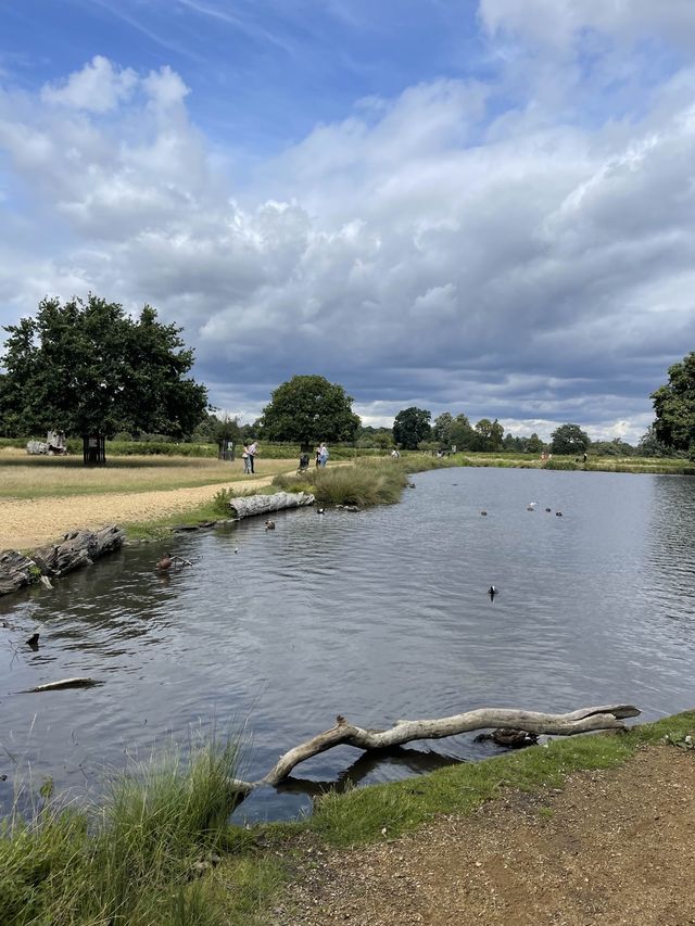 睇鹿聖地 | 英國近郊大公園