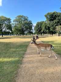 睇鹿聖地 | 英國近郊大公園