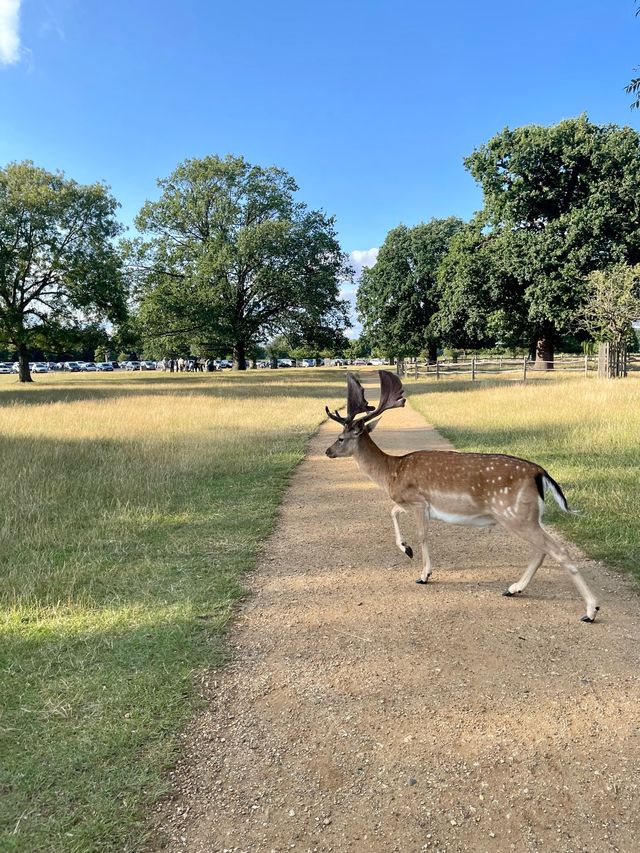 睇鹿聖地 | 英國近郊大公園