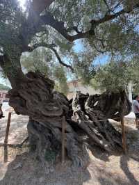 자킨토스의 랜드마크라는 Old Olive tree과 인근 공방들