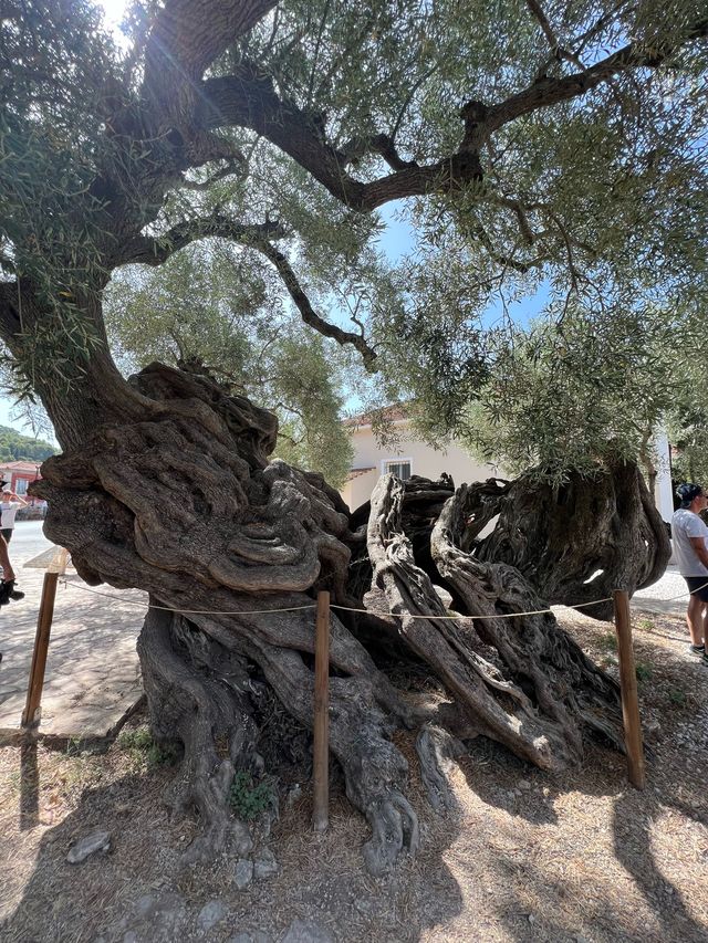 자킨토스의 랜드마크라는 Old Olive tree과 인근 공방들