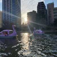 Paddle boats tour in Shinobazu Pond (Tokyo)