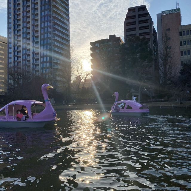 Paddle boats tour in Shinobazu Pond (Tokyo)