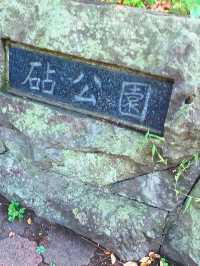 東京《都立砧公園》🌸激罕🌸超大櫻花樹🌸