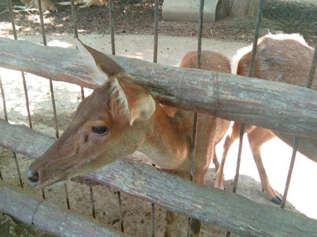 Lopburi Zoo 🇹🇭