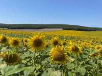 Sunflower fields in Clamecy 🇫🇷