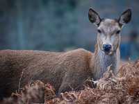 The wanderlust nature at Calke Abbey, National Trust!