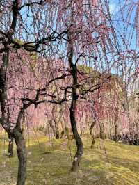 【京都:城南宮】京都の隠れた名所で特別な春を🌺✨