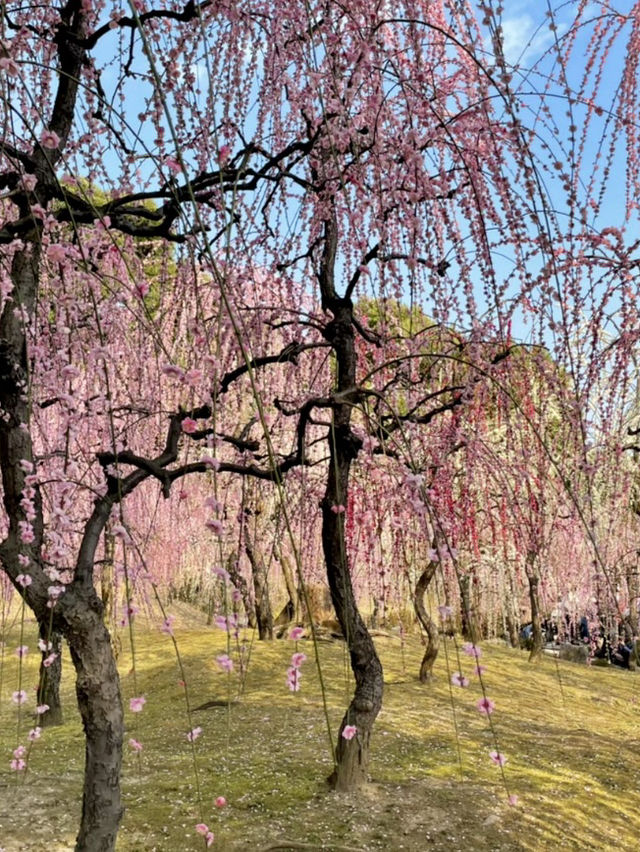 【京都:城南宮】京都の隠れた名所で特別な春を🌺✨