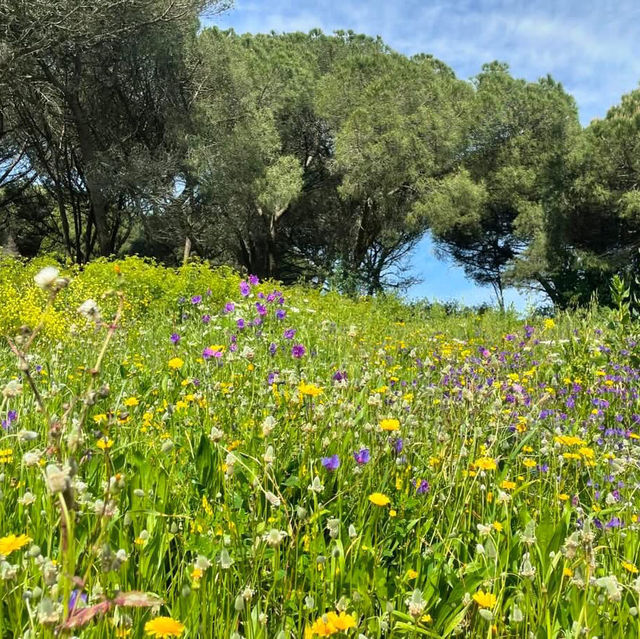 Spring in Lisbon 🗺️