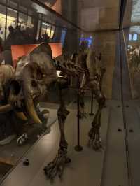 National History Museum Guide 🇬🇧