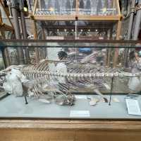 🦕🏛️ Explore Oxford’s Free Natural History Museum! 🇬🇧✨