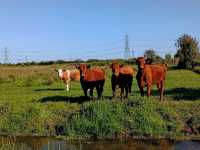 Magor Marsh and the Caldicot Levels 