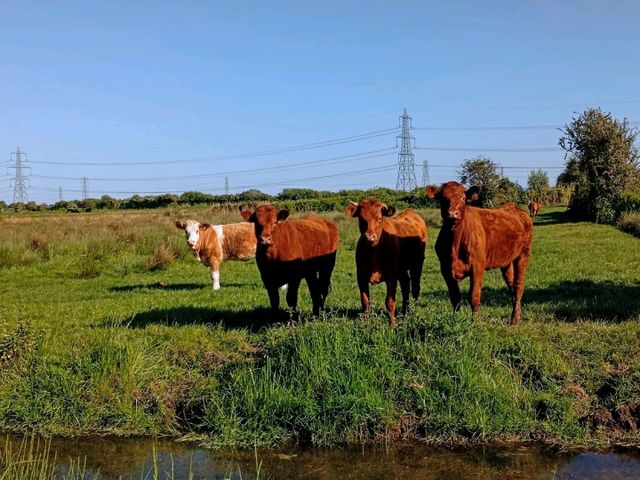 Magor Marsh and the Caldicot Levels 