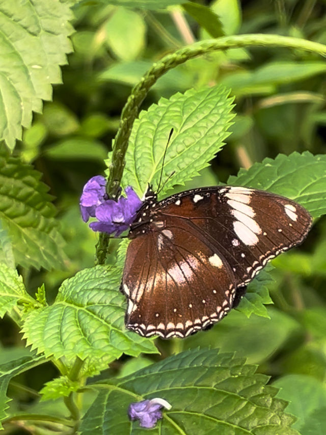 A World full of Purple Flowers and Butterflies🦋💜