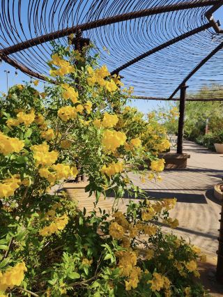 Desert Plants and Adaptations  🌵☀️💧