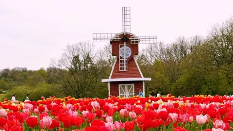 🌷 Tulip Dreams at Tulleys — A Springtime Escape in Full Bloom 🌿 — traveler post in Crawley