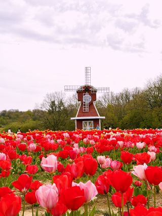 🌷 ทิวลิปดรีมส์ที่ทูลลีย์ส์ — การหลีกหนีความวุ่นวายในฤดูใบไม้ผลิที่ดอกไม้บานสะพรั่ง 🌿