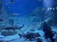 🐠 Istanbul Aquarium: what you’ll see, ticket prices & how to plan your visit 🇹🇷