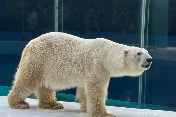 HARBIN POLAR MUSEUM | Trip.com Harbin