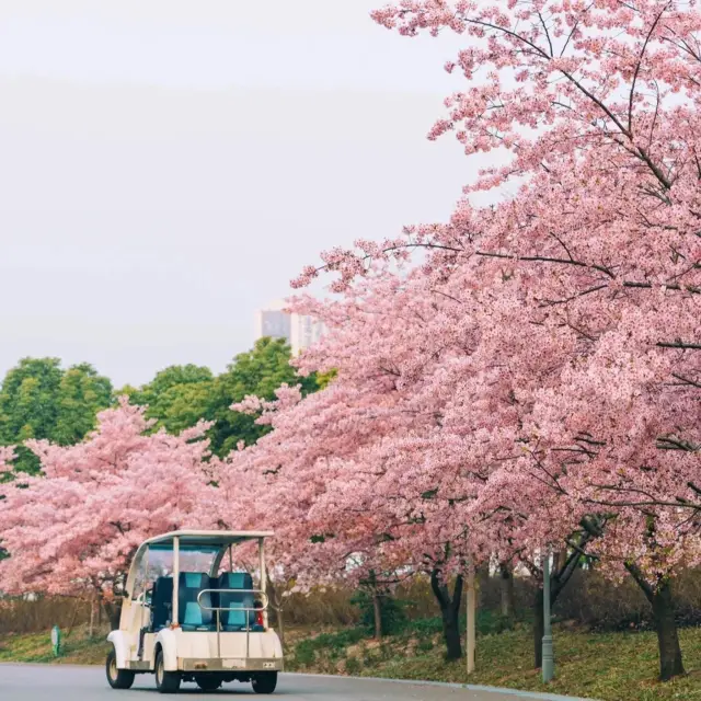 Shanghai Chenshan Botanical Garden🤩