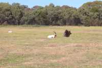 Werribee Zoo | Melbourne