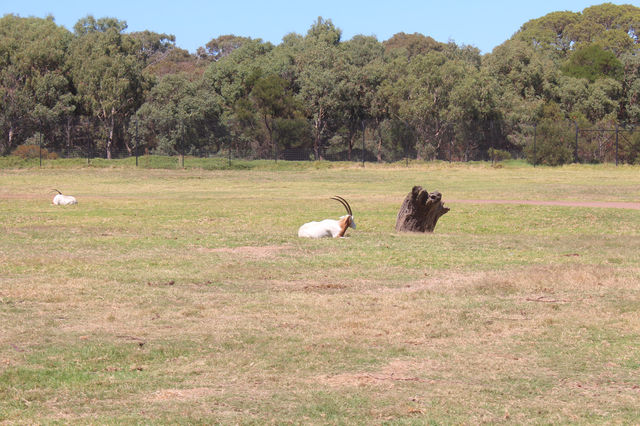 Werribee Zoo | Melbourne