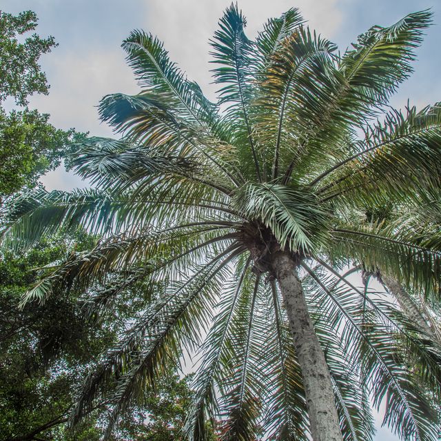 Red Leaves and Big Palm Trees!