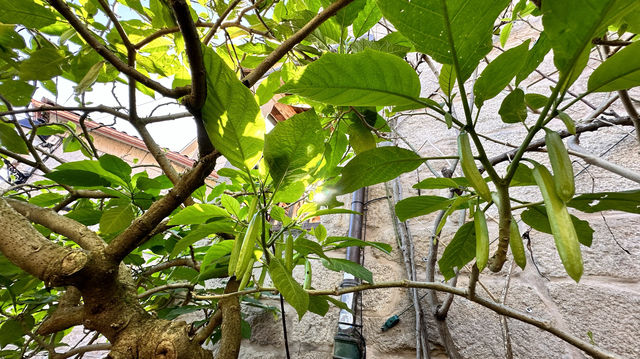 西班牙加利西亞保存最完好的傳統建築的漁鎮之一科巴羅Comba